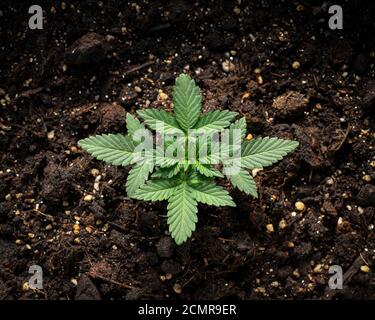 young cannabis sprout in a home flower pot Stock Photo