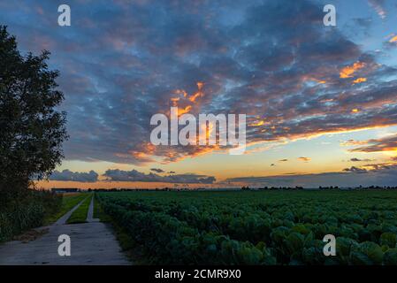 Colorful sky. Last light of the sun shines on textured cloud layers over dutch agricultural landscape. Stock Photo