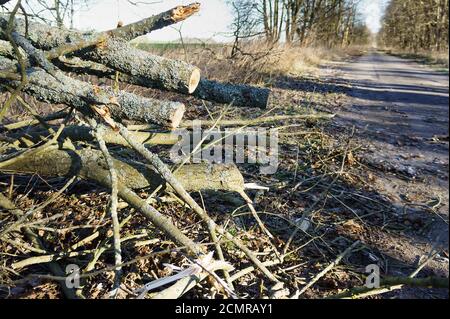 cut down branches by the roadside, cut down trees by the roadside Stock Photo