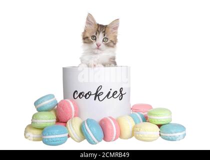 Adorable tiny kitten popping out of a porcelain cookie jar labeled, with macaron cookies outside the jar in various colors and flavors. Isolated on wh Stock Photo