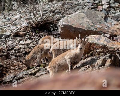 Iberian wild goat (Capra pyrenaica) grazing and climbing in the mountain in Salamanca, Spain Stock Photo