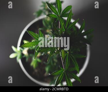 Cannabis bush top view in flower pot on dark background Stock Photo