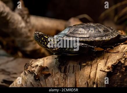 Close up of a black turtle with yellow spots on a birch log Stock Photo