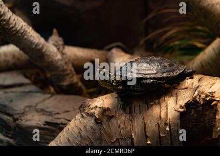 Close up of a black turtle with yellow spots on a birch log Stock Photo