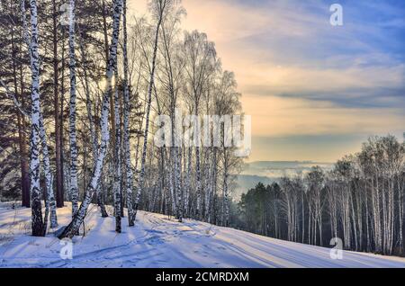 Beautiful morning winter landscape in mountain birch and pine forest Stock Photo