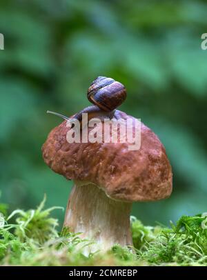 Macro photo of small brown snail sitting on the hat of a cep mushroom growing in the green mosses. Stock Photo