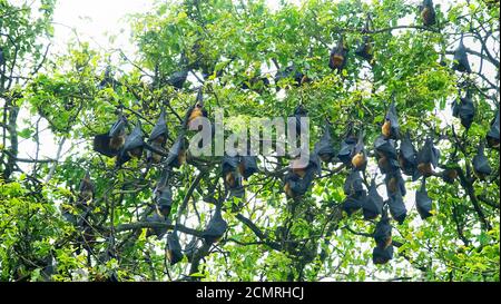 Many Indian flying fox (Pteropus giganteus) hang from a tree during the day's rest. Pests of fruit crops, object of hunting. Sri Lanka, Colombo
