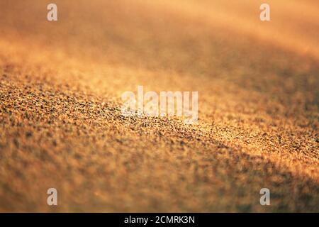 Desert Thar aeolian sand. A patch of sand is focused to Express the essence of this part of the earth. The quintessence of sand Stock Photo