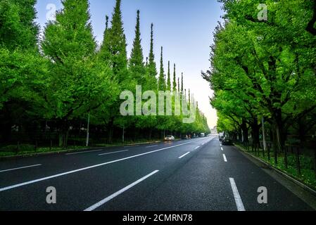 Beautiful road with trees on sideroad in summer. Straight road with green nature background shot at Icho Namiki Road, Tokyo, Japan. Stock Photo