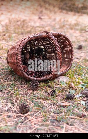 Basket with pine cones scattered on the ground Stock Photo