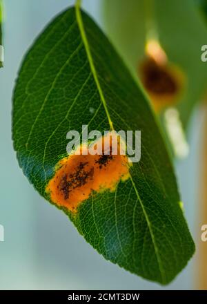 Pear leaves with pear rust infestation.Gymnosporangium sabinae infestation.(Pear rust, European pear rust,pear trellis rust). Stock Photo