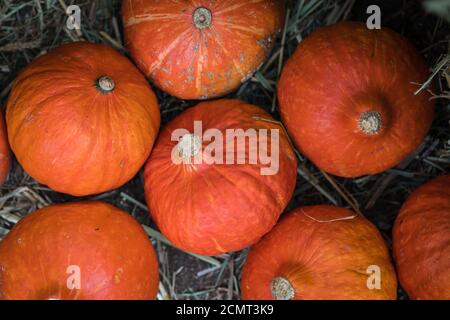Colorful squashes and pumpkins on the ground with the hay stacks, seasonal greetings background concept, toned