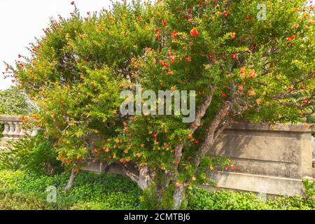 Dwarf pomegranate Punica granatum (Nana) with flowers. Stock Photo