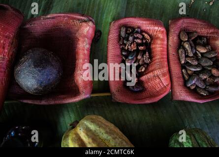 BARACOA, CUBA - CIRCA JANUARY 2020: Detail of Coca Beans in Baracoa. Cocoa farms are spread and widely known in the region. Cocoa and chocolate are on Stock Photo