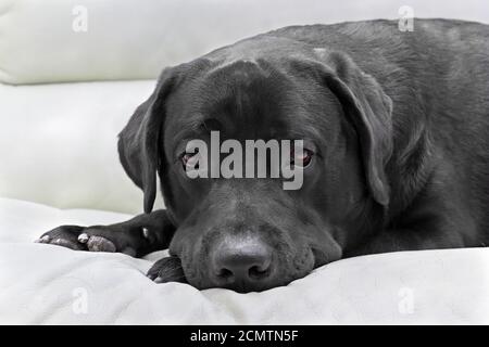 dog breed black labrador close up Stock Photo