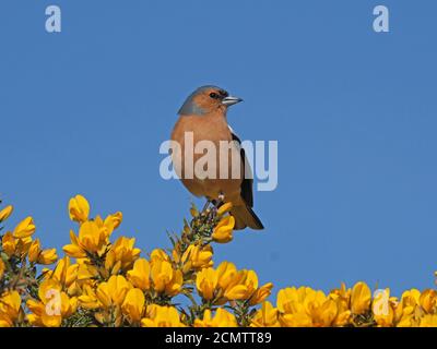 Adult male Chaffinch (Fringilla coelebs) with decurved upper mandible on bright yellow flowers of common gorse (Ulex europaeus) in Cumbria, England UK Stock Photo