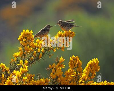 adult Meadow Pipit (Anthus pratensis) feeding fledged juvenile on bright yellow flowering Gorse (Ulex europaeus) Cumbria, England #3 in sequence of 3 Stock Photo