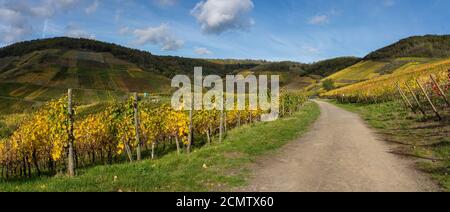 The golden autumn on the red wine trail in the Ahr valley Stock Photo