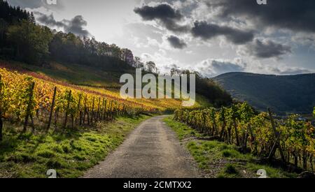 The golden autumn on the red wine trail in the Ahr valley Stock Photo