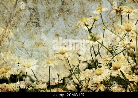 grunge image with texture of daisies on a background of the sky Stock Photo