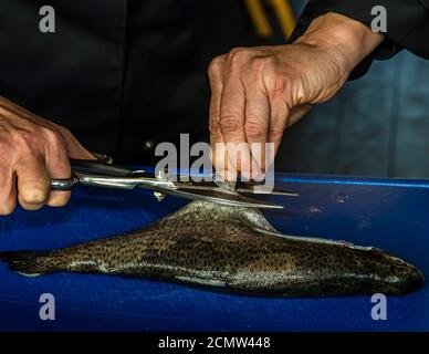 How do you fillet a trout? First cut off the trout fin with the scissors