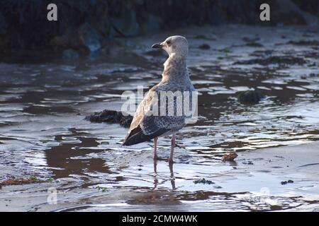 Juvenile American herring gull is a big noisy bird seen on UK coast and inland. It has slate grey back wings white body head and dark spotted wingtips Stock Photo