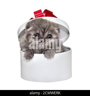 Scottish Fold kitten breed and white gift box Stock Photo