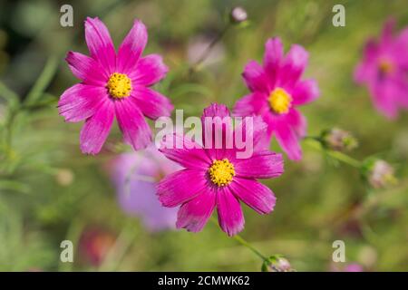 Purple pink flowers of Cosmos bipinnatus 'Sensation Mixed' Cosmos also commonly called the garden cosmos or Mexican aster Stock Photo