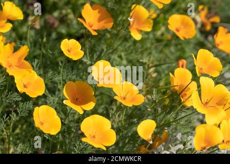 Eschscholzia californica, the California poppy, golden poppy, California sunlight or cup of gold, is a flowering plant in the family Papaveraceae Stock Photo
