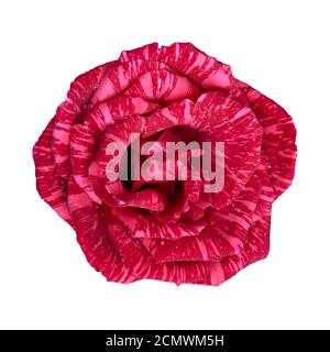 blooming red rose bud in the drops of water Stock Photo