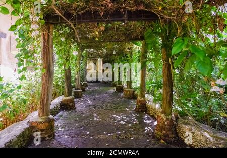 old alley overgrown with green ivy Stock Photo