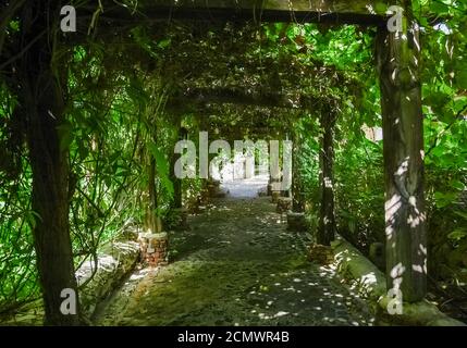 old alley overgrown with green ivy Stock Photo