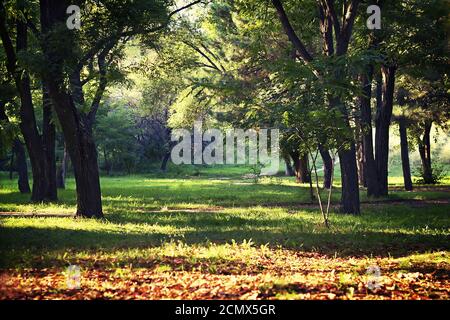 Clearing in autumn park illuminated by the sun Stock Photo