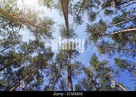 bottom view of the tops of pine trees Stock Photo