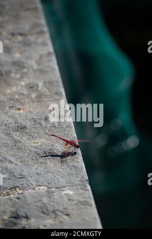 A red dragonfly on stone wall, Texture background Stock Photo - Alamy