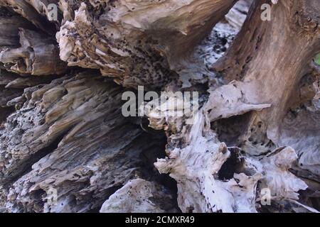 Up close image of drift wood along the Cape Fear River at the Carolina Beach State Park Stock Photo