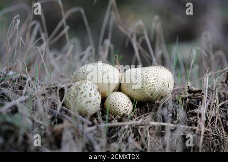 (Lycoperdon perlatum) Puff ball fungi Stock Photo