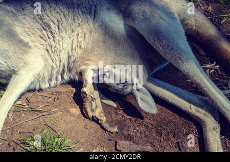 Cute animals, baby joey in pouch with mama kangaroo Stock Photo