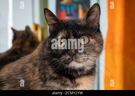 Close up on green yellowish eyes of our rare tortoiseshell cat at home. Stock Photo