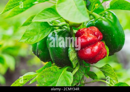 Growing sweet bell peppers in soil rows on a farm plantation. Organic ripe red green and yellow peppers on the branches in garden. Unripe Green paprik Stock Photo