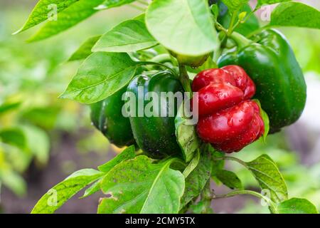 Close up red bell pepper hanging on the plant in garden. unripe green paprika on the branches growing on a farm. wet ripe Capsicum. Organic eco vegeta Stock Photo