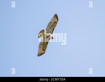 A red-tailed hawk soars beneath a pale blue early morning sky. Stock Photo