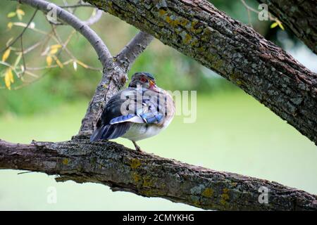 Male wood duck (Aix sponsa) sitting on branch over pond  in eclipse plumage Stock Photo