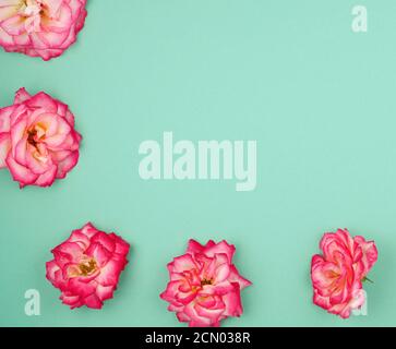 blooming buds of pink roses on a green background Stock Photo