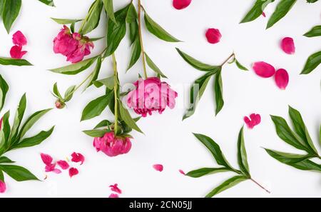 pink blooming peonies with green leaves, petals on a white background Stock Photo