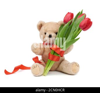 cute brown teddy bear holds in his paw a bouquet of red tulips, festive birthday backdrop Stock Photo