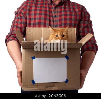 a man in a red shirt holds an open brown cardboard box, an adult red cat sits inside and looks forwa Stock Photo