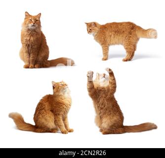 adult fluffy ginger cat in various poses, animal isolated on a white background Stock Photo