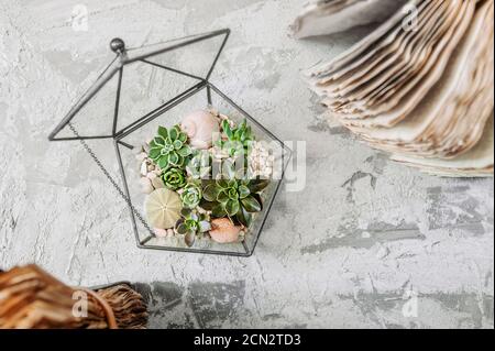 geometric glass vase with succulents, cactuses, stones and shells on gray cement table with old books. Scandinavian home decor, top view, selective fo Stock Photo