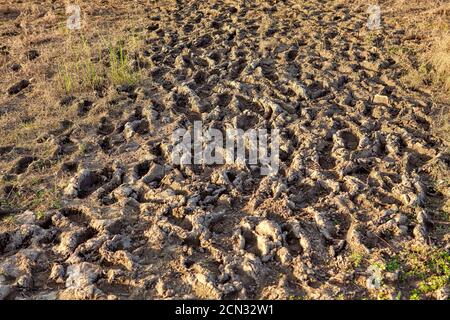 Background of footprints on the dirt Stock Photo